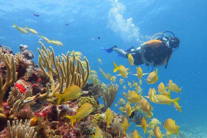 2 Tanks Dives Cancun Underwater Museum for Certified Divers - The Sum Up