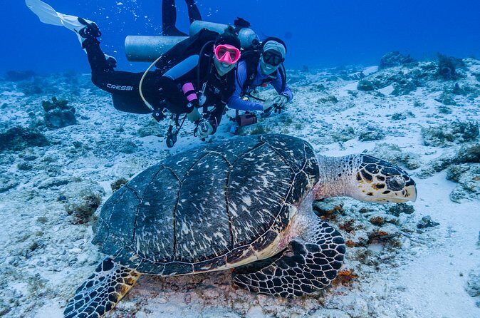 2 Tanks dives for Certified Divers in Cozumel - FAQ