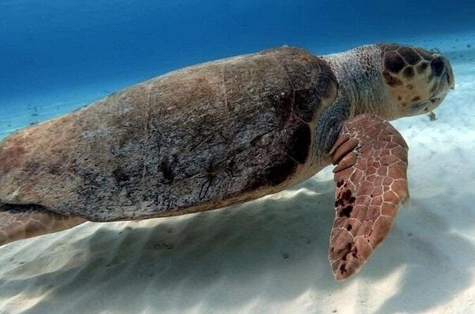 2 tanks for certified divers - Who Should Book This Tour?