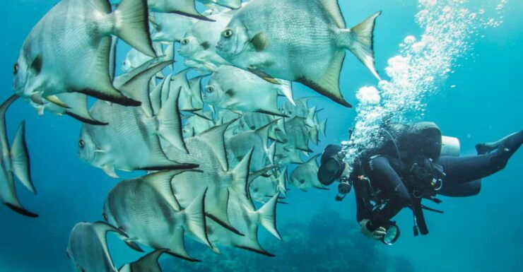 2 Tanks Local Dives at the Marine Park in Xcalak - Good To Know