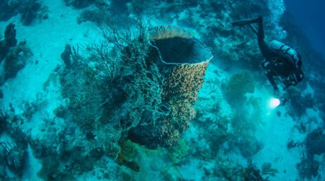 2 Tanks Local Dives at the Marine Park in Xcalak - Suitable for Certified Divers