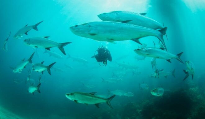2 Tanks Local Dives at the Marine Park in Xcalak - Dive Site Descriptions