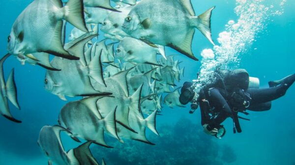 2 Tanks Local Dives at the Marine Park in Xcalak - Included and Rental Equipment