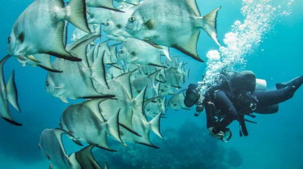 2 Tanks Local Dives at the Marine Park in Xcalak - Safety and Weather Considerations
