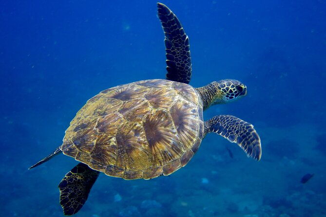2 Tanks Scuba Dive Kaua'i from a Boat - Final Thoughts