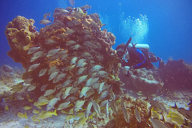 2 Tanks Scuba Diving in Punta Cancun Reefs for Certified Divers - Overview and Requirements