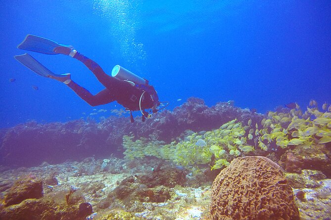 2 Tanks Scuba Diving in Punta Cancun Reefs for Certified Divers - Reviews