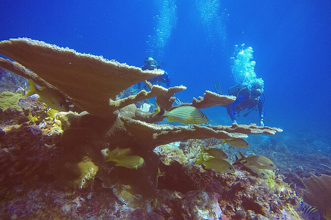 2 Tanks Scuba Diving in Punta Cancun Reefs for Certified Divers - Directions