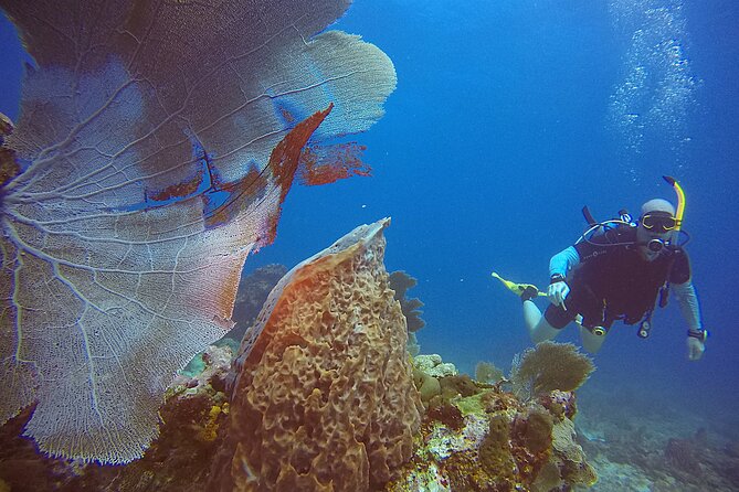 2 Tanks Scuba Diving Wreck and Reef in Cancun for Certified Divers - Cancellation Policy