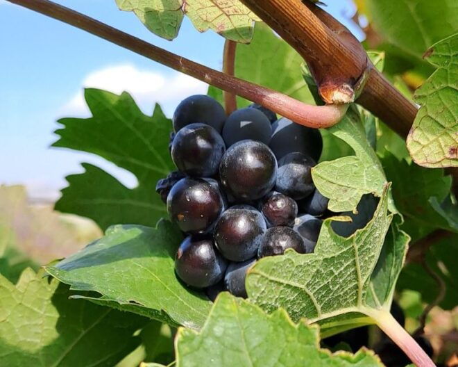 2 Wineries Tour With Wine Tasting, Olive Oil Tasting & Lunch - Booking Details