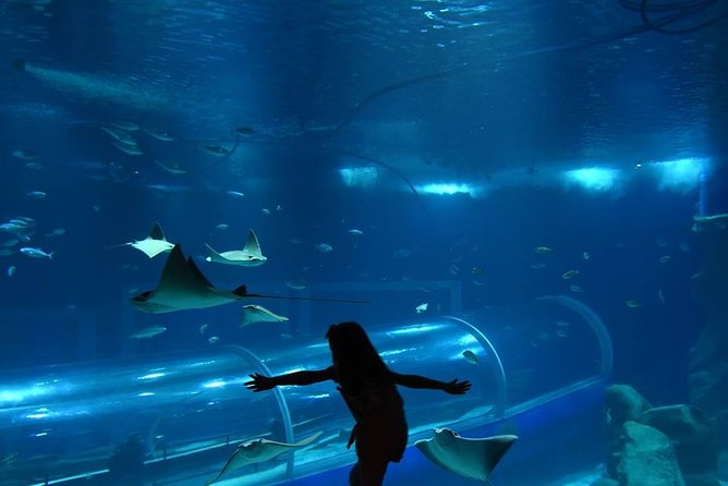 20 - Guided Tour to AquaRio and Olympic Boulevard - Tour Highlights