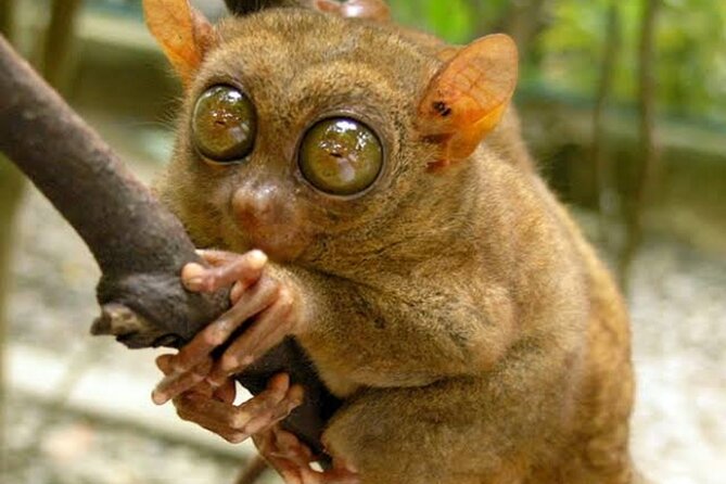 2024 BOHOL Tarsier, WaterFalls & Chocolate Hills Tour - Inclusions and Exclusions