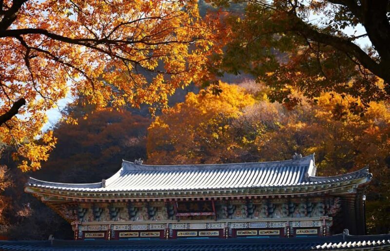 2025 Jeju Autumn Tour with Pink Muhly Festival Hotel pickup - FAQ