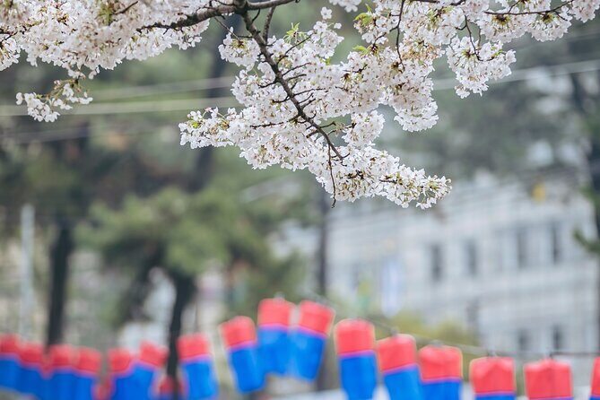 2026 Cherry Blossom East Day Tour in Jeju with UNESCO - FAQs