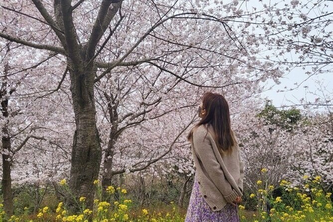 2026 JEJU Cherry Blossom West&South Full Day Tour with UNESCO - Good To Know