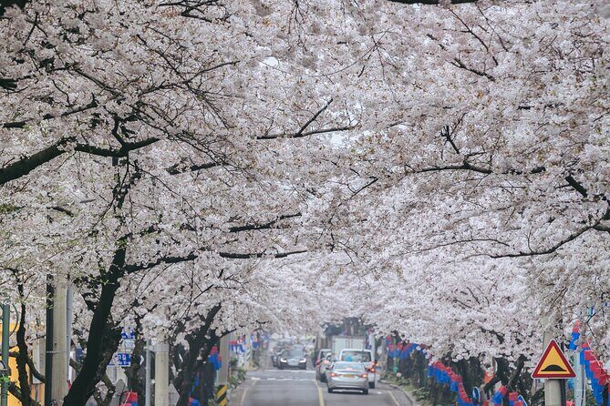 2026 JEJU Cherry Blossom West&South Full Day Tour with UNESCO - Final Thoughts