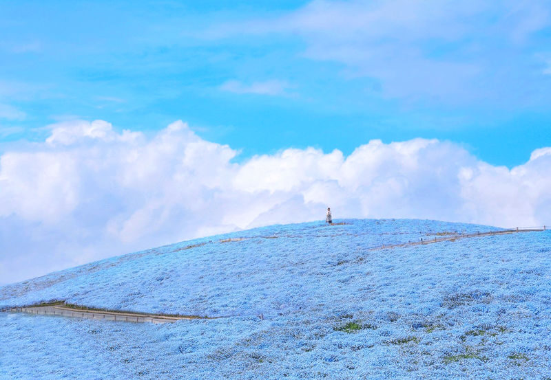 2027 Spring Flower Sea Limited: Ashikaga Flower Park Wisteria & Hitachi Seaside Park Nemophila One-Day Tour (Departing from Tokyo) - Two famous flower parks, linked from Tokyo