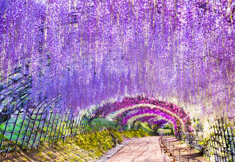 2027 Spring Flower Sea Limited: Ashikaga Flower Park Wisteria & Hitachi Seaside Park Nemophila One-Day Tour (Departing from Tokyo) - Hitachi Seaside Park: blue flowers and broad views