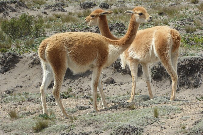21 Day Ecuador Tour in Andean Jungle and Cloud Forest - Meeting and Pickup Details