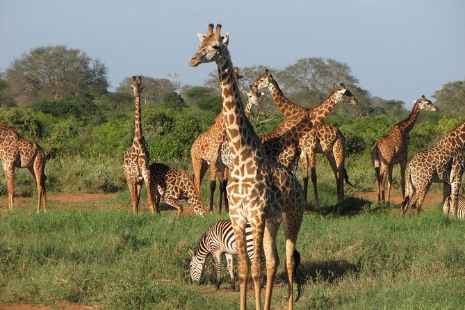 21 Days Best of Kenya & Tanzania Safari, Mount Kilimanjaro Hike & Diani Beach - Wildlife Encounters