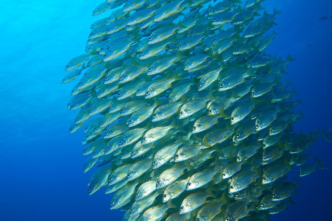 24h Snorkel Rental Equipment, Discover Tenerife on Your Own! - Meeting and Pickup Information