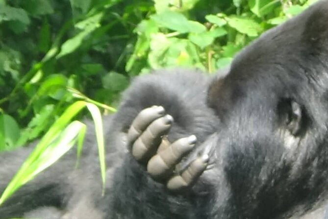 29 Day Roadtrip Uganda, Rwanda, Congo DRC and Burundi - Accommodation Details