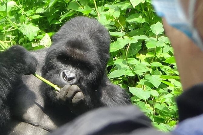 29 Day Roadtrip Uganda, Rwanda, Congo DRC and Burundi - Cultural Experiences