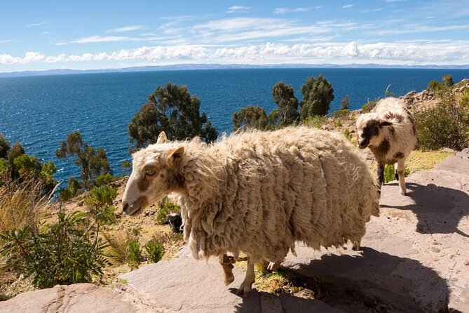2D/1N Titicaca Lake Tour (Uros, Taquile and Amantani) - Directions