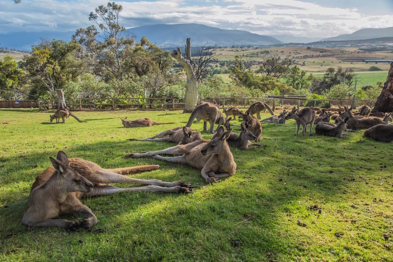 2D Hobart & Bruny Island Sightseeing Tour from Tasmania - Should you book it?