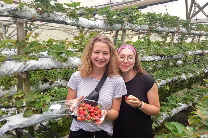 2D1N Cameron Highlands, Batu Caves, Ipoh, Kuala SelangorFireflies - Good To Know