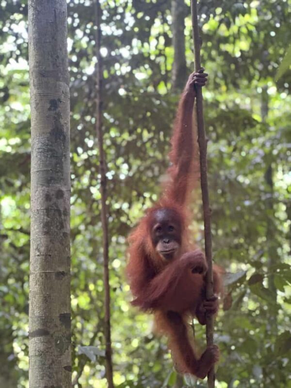 2D1N Ethical Jungle Trekking with Orangutans in Bukit Lawang - Good To Know