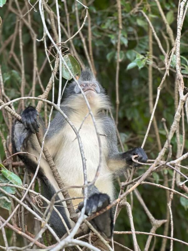 2D1N Ethical Jungle Trekking with Orangutans in Bukit Lawang - Discovering Bukit Lawang’s Jungle: What to Expect