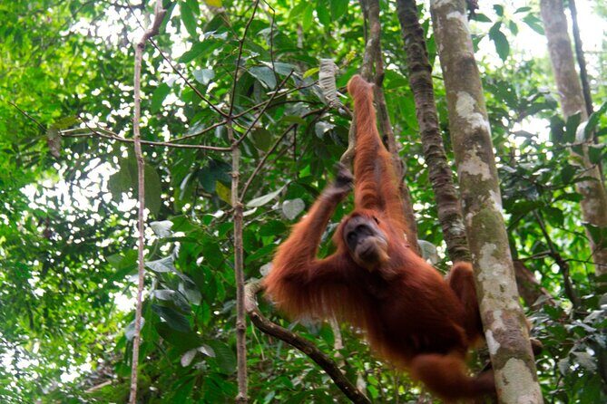 2D1N Jungle Trek | 2 Night accommodation | Pick up and drop off - The Itinerary Breakdown: What to Expect