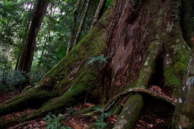 2D1N Jungle Trek | 2 Night accommodation | Pick up and drop off - Final Thoughts