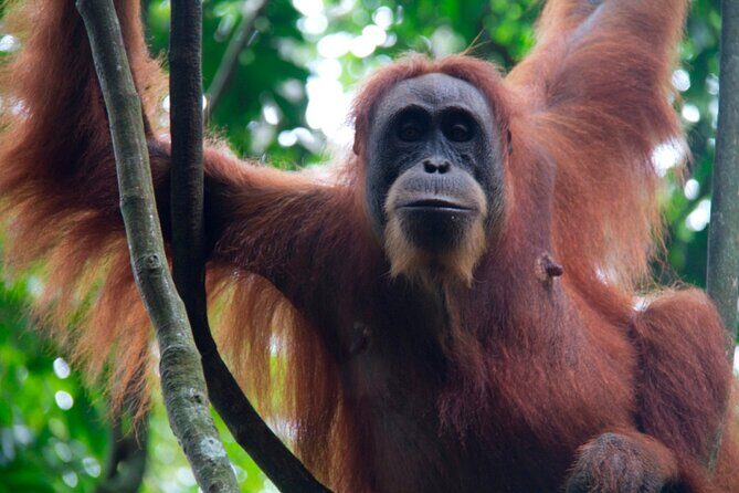 2D1N Jungle Trek | 2 Night accommodation | Pick up and drop off - The Value of the Experience