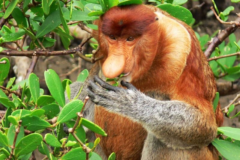 2D1N Sarawak Bako National Park Tour with Night Safari Walk - The quick take