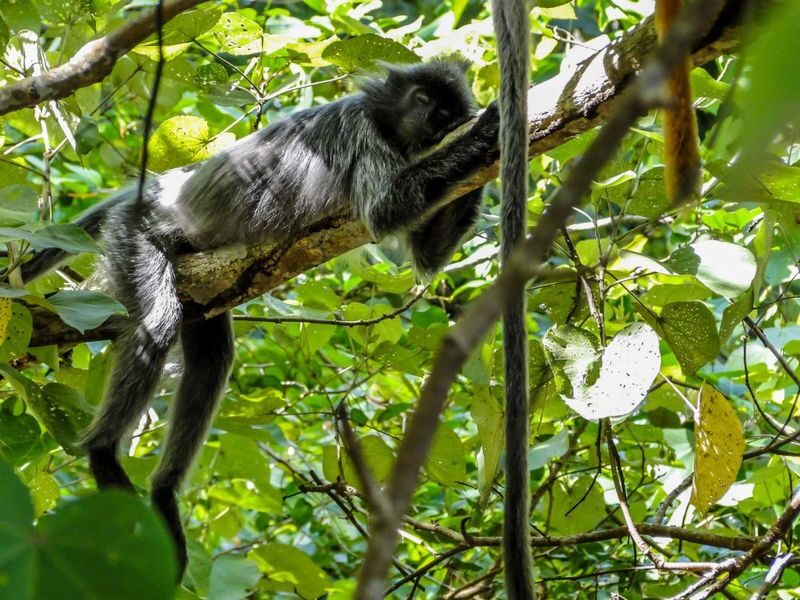 2D1N Sarawak Bako National Park Tour with Night Safari Walk - Day walks: look closely, not just far