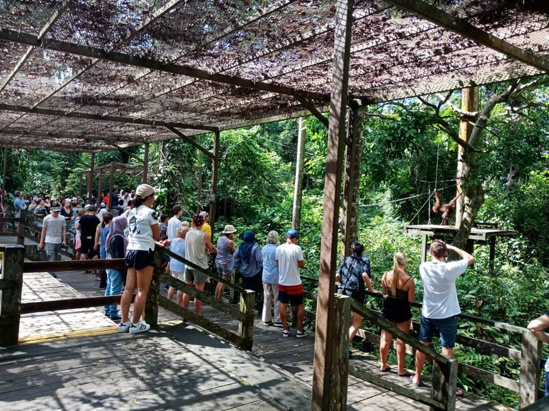 2D1N Stay at Sepilok Jungle Resort with Sepilok Wlidlife Tour in Sandakan - What the stay is like, and why it deserves a closer look