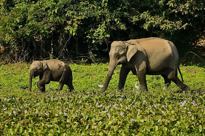 2D1N Taman Negara Rainforest Tour and Boat Ride - FAQ