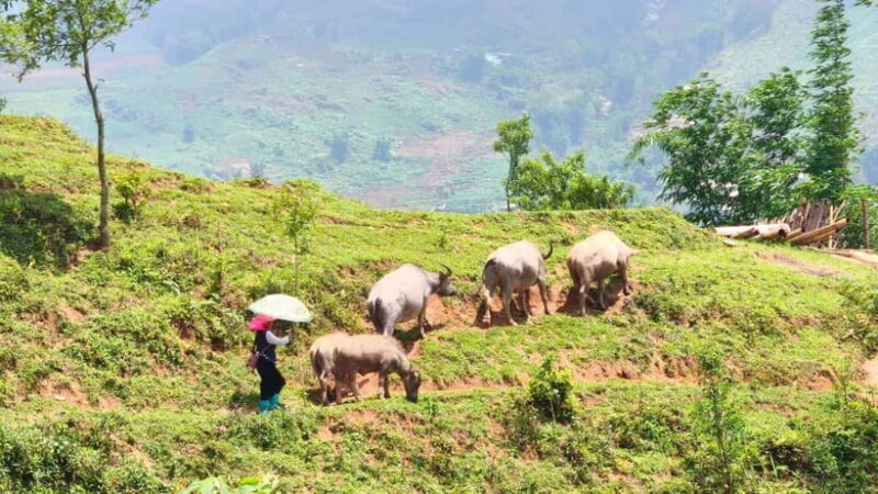 2D1N Trek: Ta Van & Lao Chai Rice Terrace Trails - The Cost and Value