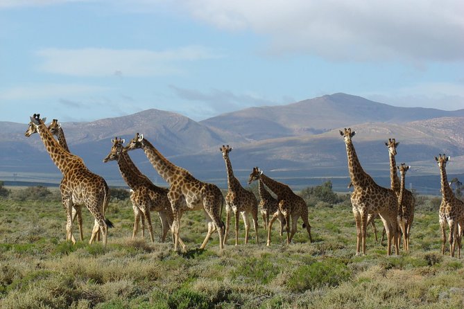 2Day Best Safari - Cape Town 1 Night Accomodation. Incl Transfers - Pricing and Guarantee