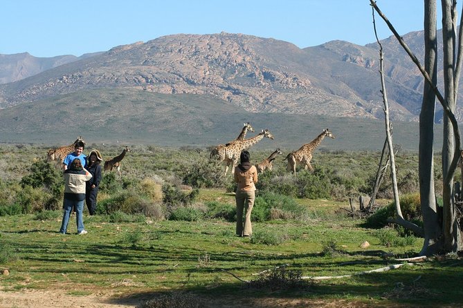 2Day Best Safari - Cape Town 1 Night Accomodation. Incl Transfers - Date and Travelers