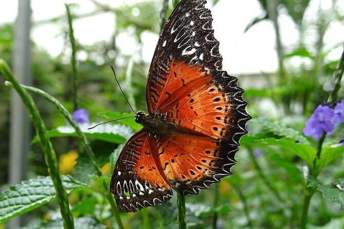 2Days 1Night Cameron Highland and Penang Island Private Tour from Kuala Lumpur - Lunch and Transition to Penang