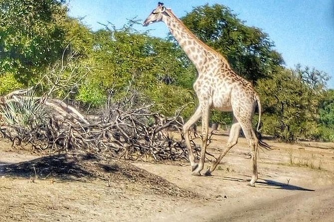 2DAYS 2 Nights Camping Safari in Chobe National Park,Botswana - Lunch and Afternoon Game Drive