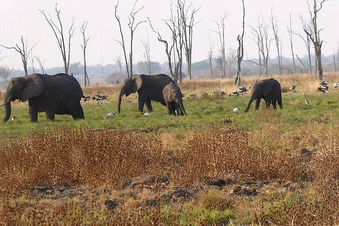 2DAYS 2 Nights Camping Safari in Chobe National Park,Botswana - Campfire Dinner and Bush Brunch