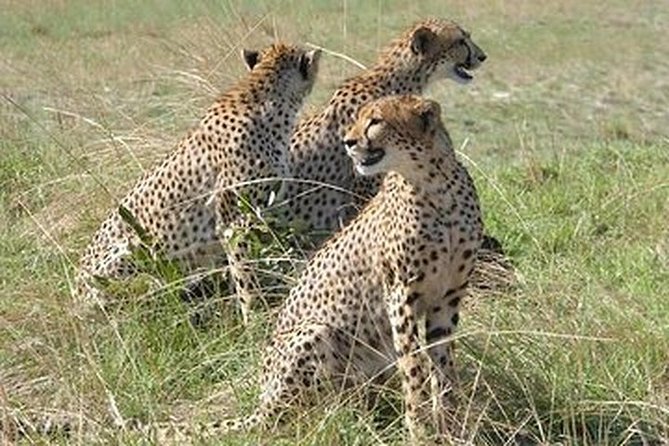 2DAYS 2 Nights Camping Safari in Chobe National Park,Botswana - Early Morning Game Drive