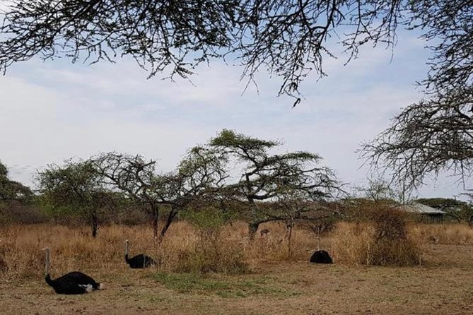 2Days Great Rift Valley Lakes ,megalithic Site Tiya & Addadi Mariam - Day 1: Addadi Mariam
