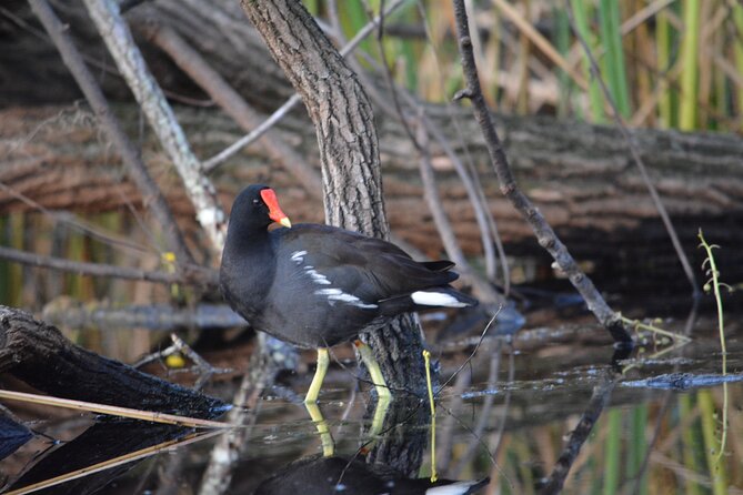 2Hour Everglades Kayak Safari Adventure Through Mangrove Tunnels - Directions