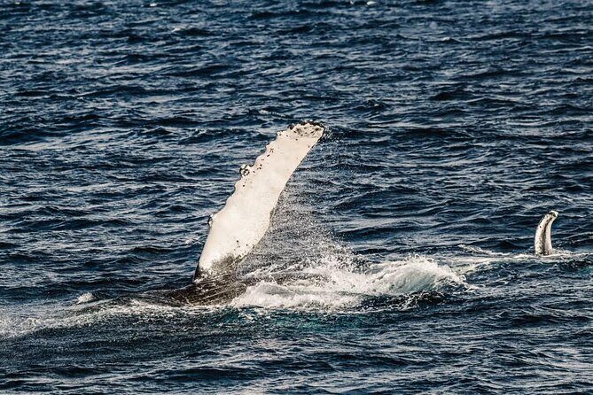 2Hour Whale Watching and Boat Cruise in Haleiwa Oahu Hawaii - Good To Know