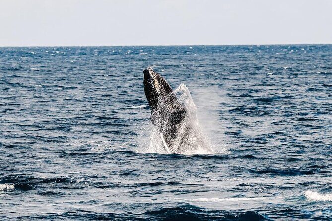 2Hour Whale Watching and Boat Cruise in Haleiwa Oahu Hawaii - Starting Point and Ease of Access